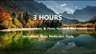 3 Hours of Beautiful Relaxing Music 🌿 Piano, Nature & Bird Sounds | Stress Relief, Sleep, Study