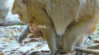Very spoil.. Queen Daisy want to wean Dito, but he so spoil always cry beg milk