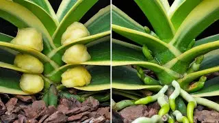 In this way, the dead flower tree will produce a lot of new flower buds