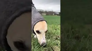 Dog&rsquo;s walk in the rain? ✅