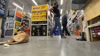 1 Year Old Basenji Mix 