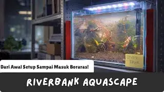 Dari Awal Setup Sampai Barred Dwarf Rasbora Masuk