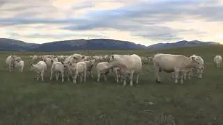 DeBruycker Charolais Ranch, Montana