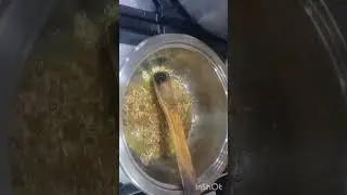 አስራርሓ ዓሳ እዝቤዲ 