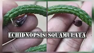 Echidnopsis Squamulata