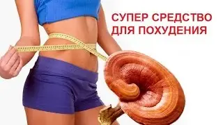 Ганодерма Для Похудения. Гриб Ганодерма(Ganoderma) цена, отзывы.