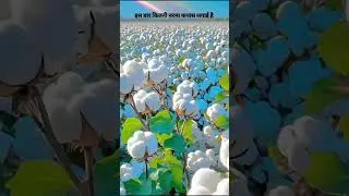 #white gold#farming #agriculture #trending #viralvideo.comin