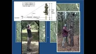 ForestCarbonMeasurements
