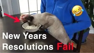 Simon the Siamese Cat's New Years Resolutions Attempt - Fail!! hahaha