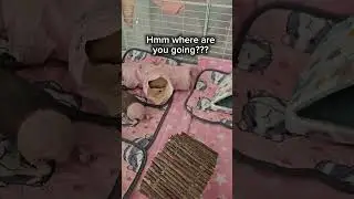 let margot in the tunnel... hell nooo. Willow... okay 🤣 #pets #guineapig #skinnypig #teddyguineapig