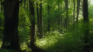4K - Soothing Summer Forest Ambience - Relaxing Nature Sounds