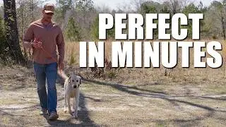 The Quick Heeling Drill That FIXES Leash Pulling FAST
