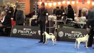 Int Hundeausstellung Graz 2011 Foxterrier