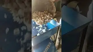 small garlic bulb breakar