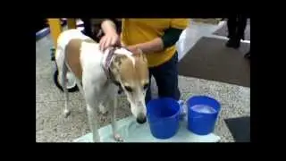 Bark N Scratch Outpost Featured on Animal Advocate Television 3/3/2012
