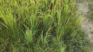 ☀🌞☀#video#farmfields#youtube . The morning set of sun ☀️☀️☀️☀️☀️was soo rising in the rice fieldcrop