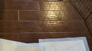 5 week old puppy potty training.