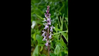 The intimate relationship between orchids and fungi with Dr. Jacopo Calevo #Orchids