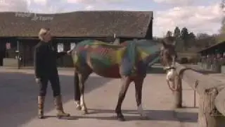 Painted Horse Anatomy