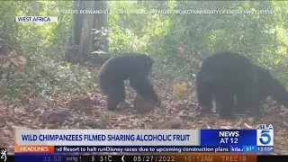 Wild chimpanzees filmed sharing alcoholic fruit
