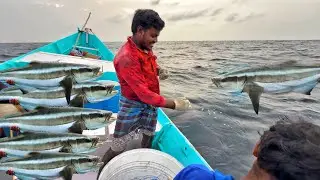 &ldquo;Three Days Of Big Catching In DeepSea!!Lot Of Cobia Fishes Catch My Small Fishing Boat!!