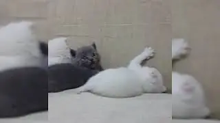 24 günlük #Scotishfold ve #Britishshorthair yavrular