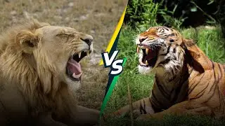 Lion vs Tiger Comparison: Understanding the Differences