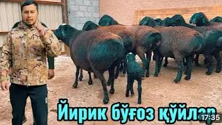 90,SM LI GEGANT BOGOZLAR .5600 ming DAN ARZON BOLDI SHOK😱NARX