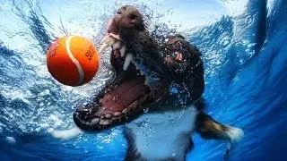 Dog vines compilation (part 2)