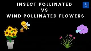 Insect Pollinated Vs Wind Pollinated Flowers. #youtube #education #biology #lucidbio #pollinators