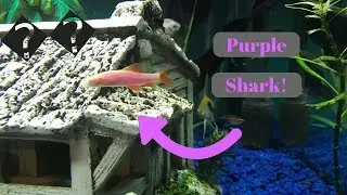 Gloshark! purple glowfish rainbow shark