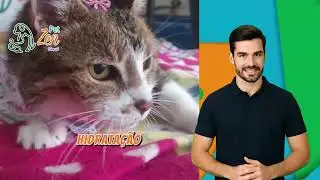 Pet Zen Brasil_1