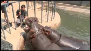 Životinje u beogradskom Zoo vrtu rashlađuju se uz tuširanje i voće