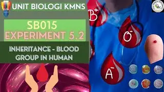 SB015 EXPERIMENT 5 2 INHERITANCE : BLOOD GROUP IN HUMAN