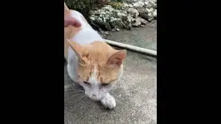 Cutifycat#nicecolor#satisfying#shortvideo