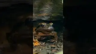 The Frog That&rsquo;s Not a Chicken 🐸🍗 #MountainChicken #EndangeredSpecies #Wildlife #Amphibians #sehar