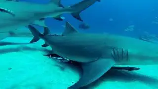 Emerald Charters - Jupiter, FL - Shark Diving