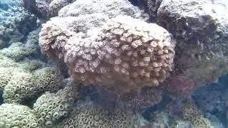 Goniopora, commonly referred to as flowerpot coral or daisy coral.