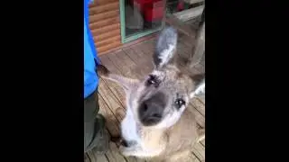 Wally the Wallaroo