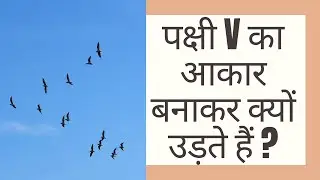 why birds fly in v shape in hindi | birds v shape formation |amazing facts in hindi |migratory birds