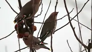 Свиристель обыкновенный / Bombycilla garrulus