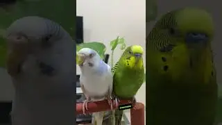 Amazing budgies sounds #rbnbirds #birds #pets #parrot #budgies #lovebirds #shorts
