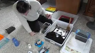 Goliath goliatus grub care
