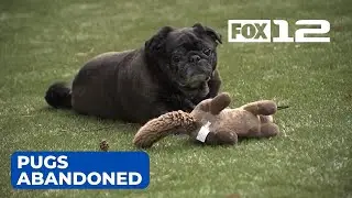 6 pugs with leg deformities abandoned on rural Oregon roads