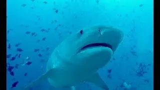 Fiji- Scuba Diving, Drones, Islands and Sharks (Beqa Lagoon Tiger Sharks aplenty)