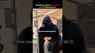 ranking best gorilla fails moments 😂