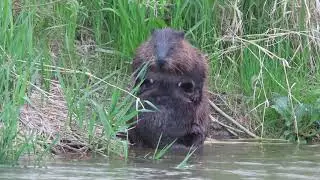 B&oacute;br myje się