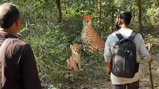 Ghana Jungle pe kya hai? / हिंदी/ ghana jungle survive