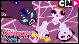Powerpuff Girls | Happy Halloween 🕸  Fighting Spiders | Cartoon Network