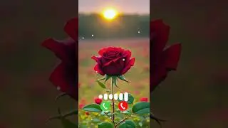World Best Ringtone | Instrumental Ringtone | Romantic Ringtone | Popular  Instrumental Ringtone